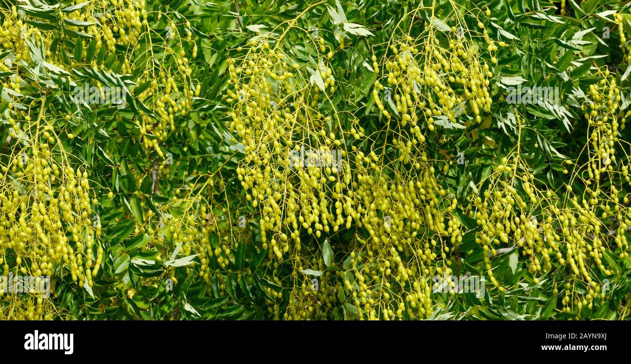 Close-up many bright yellow-green beans on Sophora japonica tree in sunlight. Stock Photo