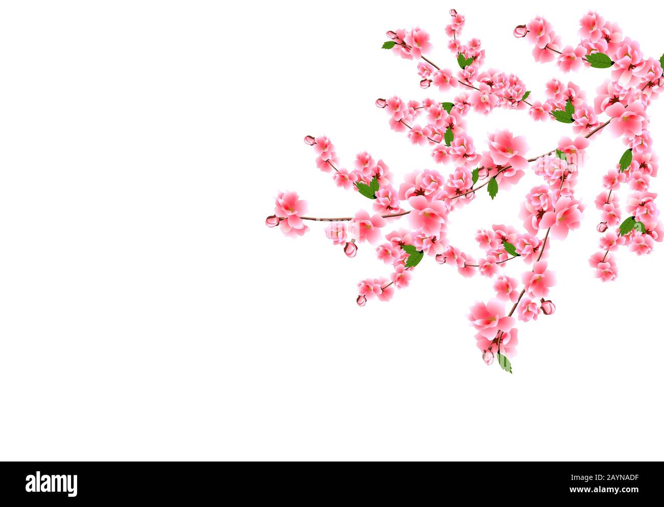 Sakura. Cherry branches with delicate pink flowers, leaves and buds ...