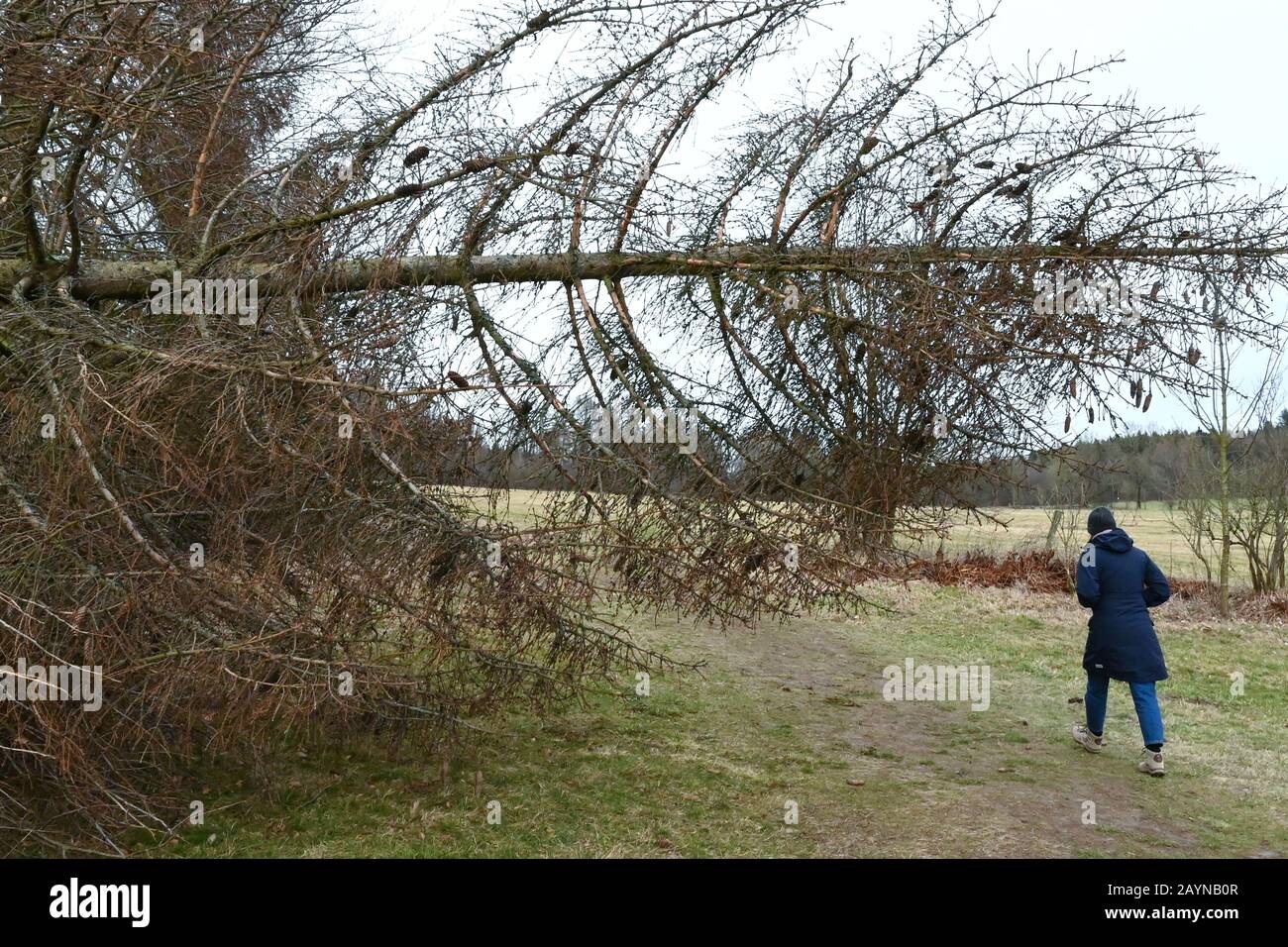Kassel, Germany. 16th Feb, 2020. A woman walks past a tree in the hawk forest that has been knocked down by storm 'Sabine'. At the beginning of the week, the stormy weather in Hesse is expected to leave. Credit: Uwe Zucchi/dpa/Alamy Live News Stock Photo