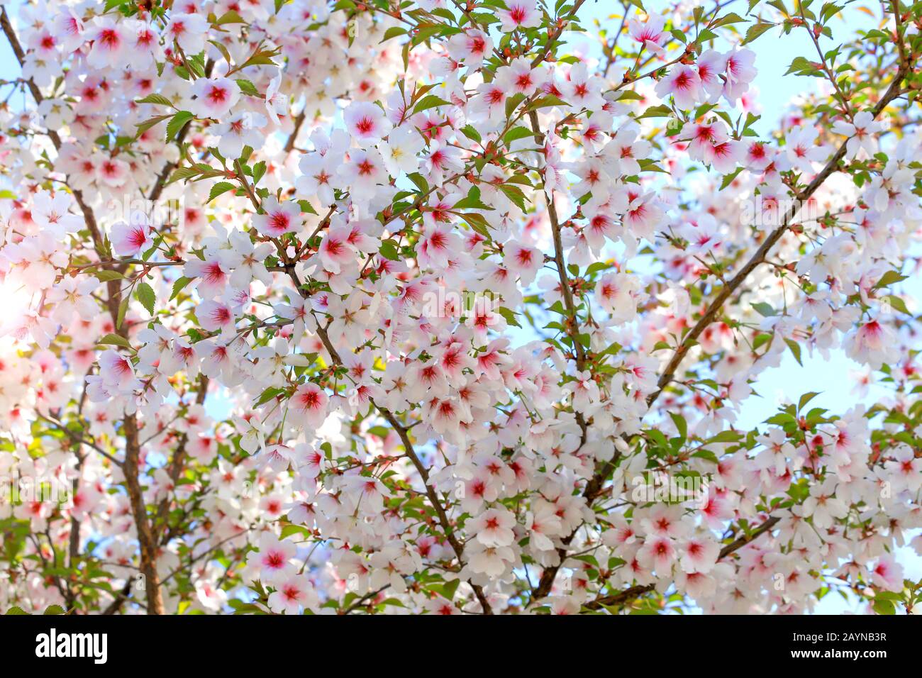 Beautiful white and pink cherry flowers bloom on a tree branch. Cherry ...
