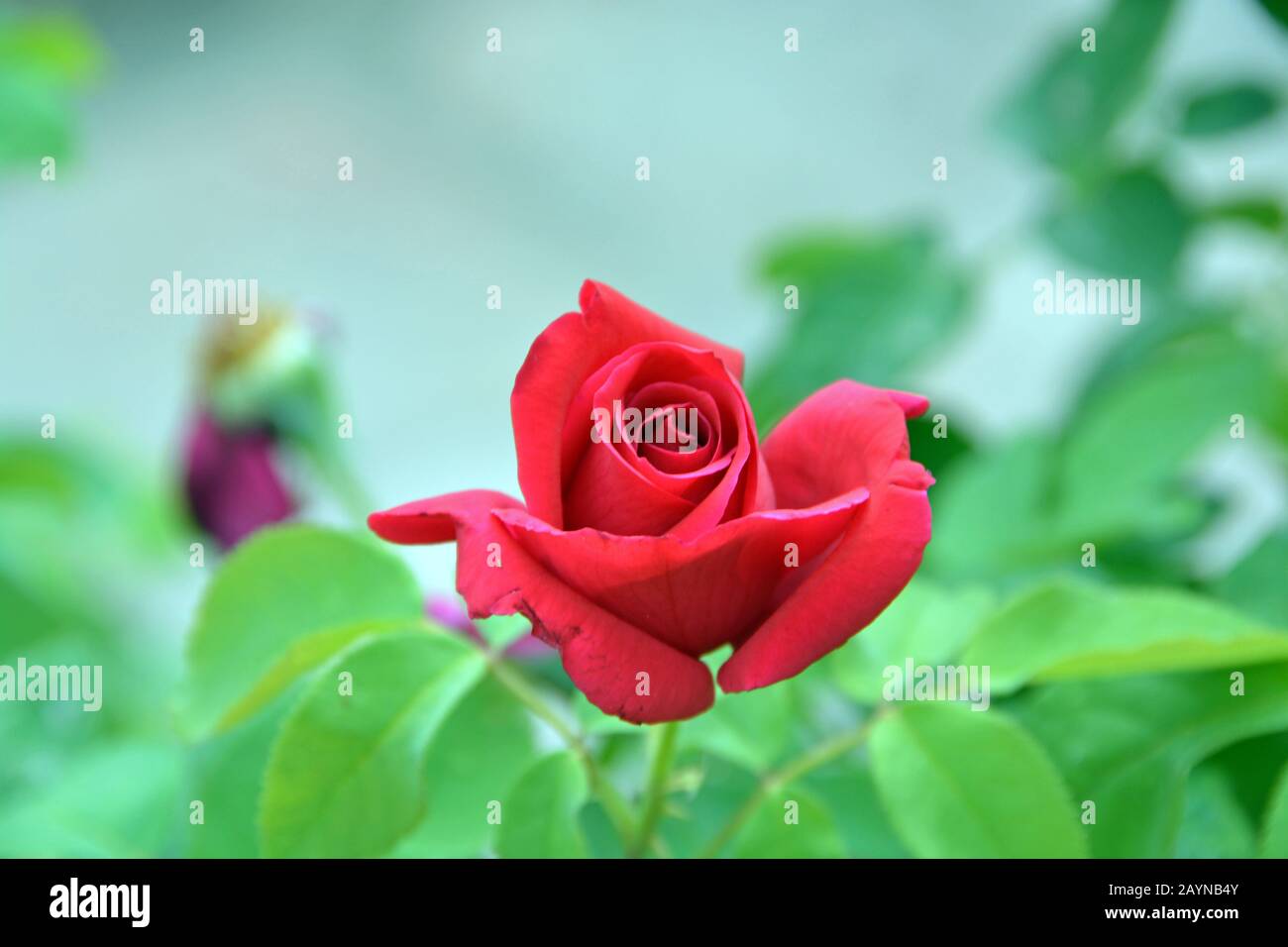 Red rose of Israel Stock Photo - Alamy
