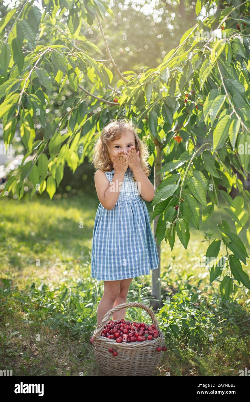 Little girl with a basket full of ripe and fresh red sweet cherries in ...
