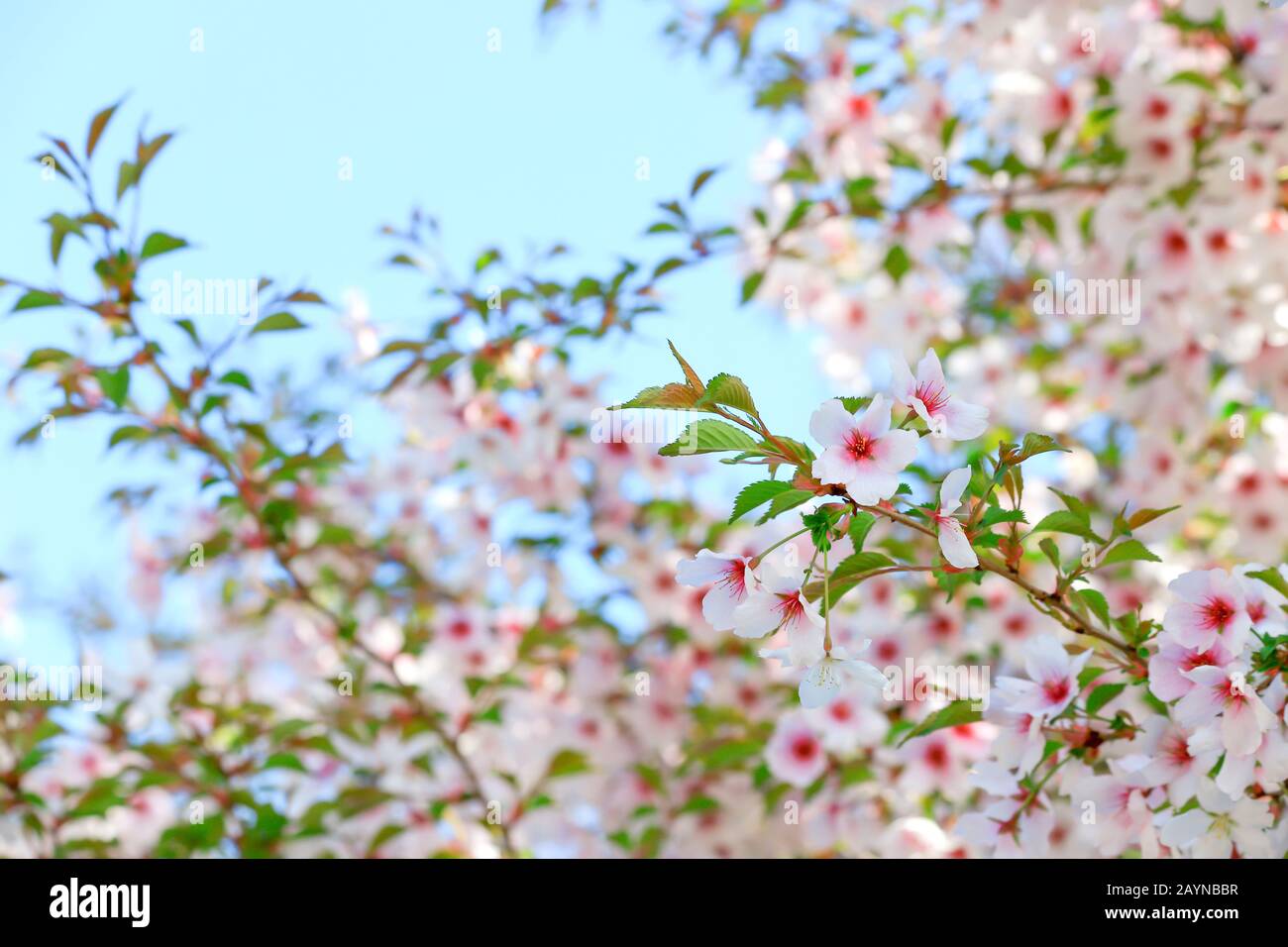 Beautiful white and pink cherry flowers bloom on a tree branch. Cherry ...