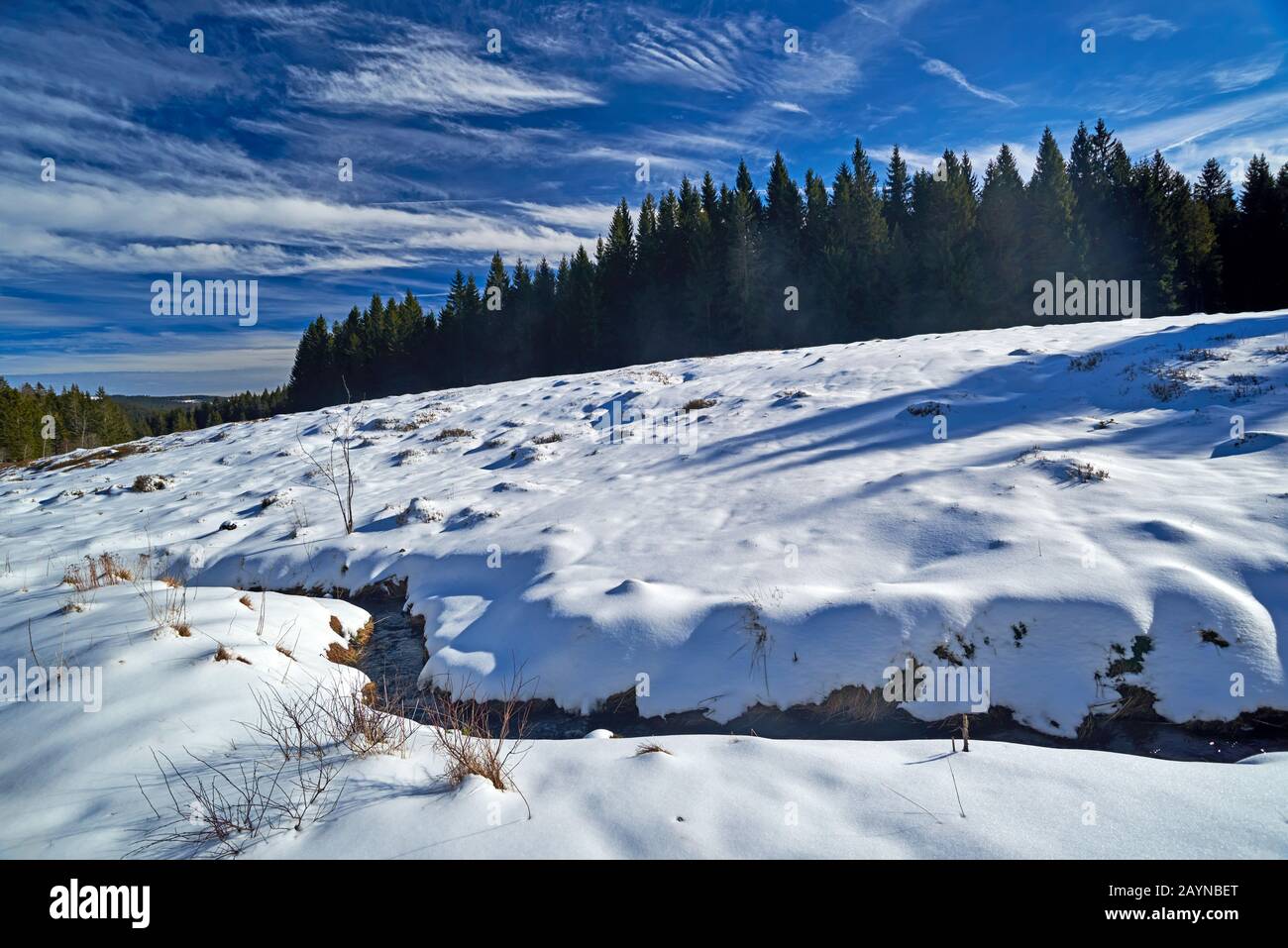 Bog in the Black Forest in winter Stock Photo