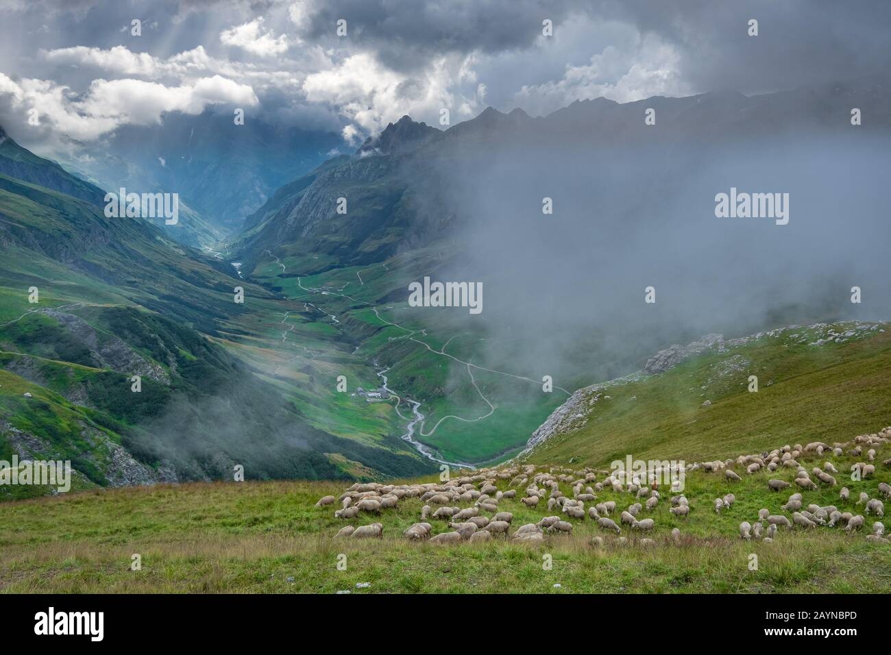 Sheep grazing on the hillside with a stunning view looking down a valley surrounded by mountains in the French Alps on the Tour Du Mont Blanc trek Stock Photo