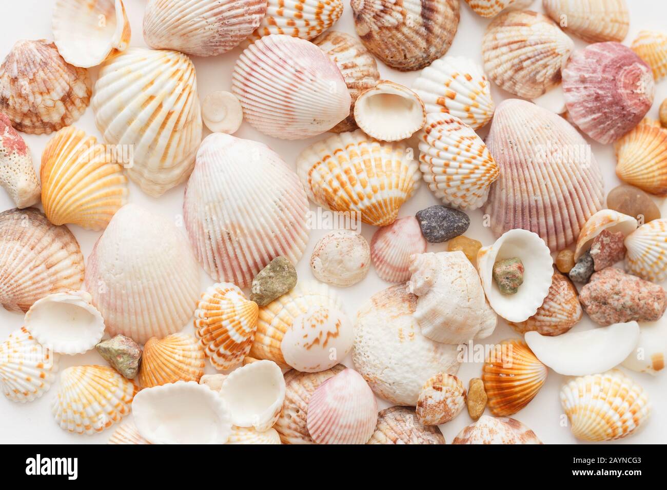 Seamless seashell pattern hi-res stock photography and images - Alamy