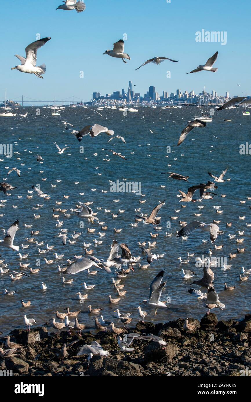 A flock of seagulls goes into a feeding frenzy in Strawberry, CA, with San Francisco in the background. Stock Photo