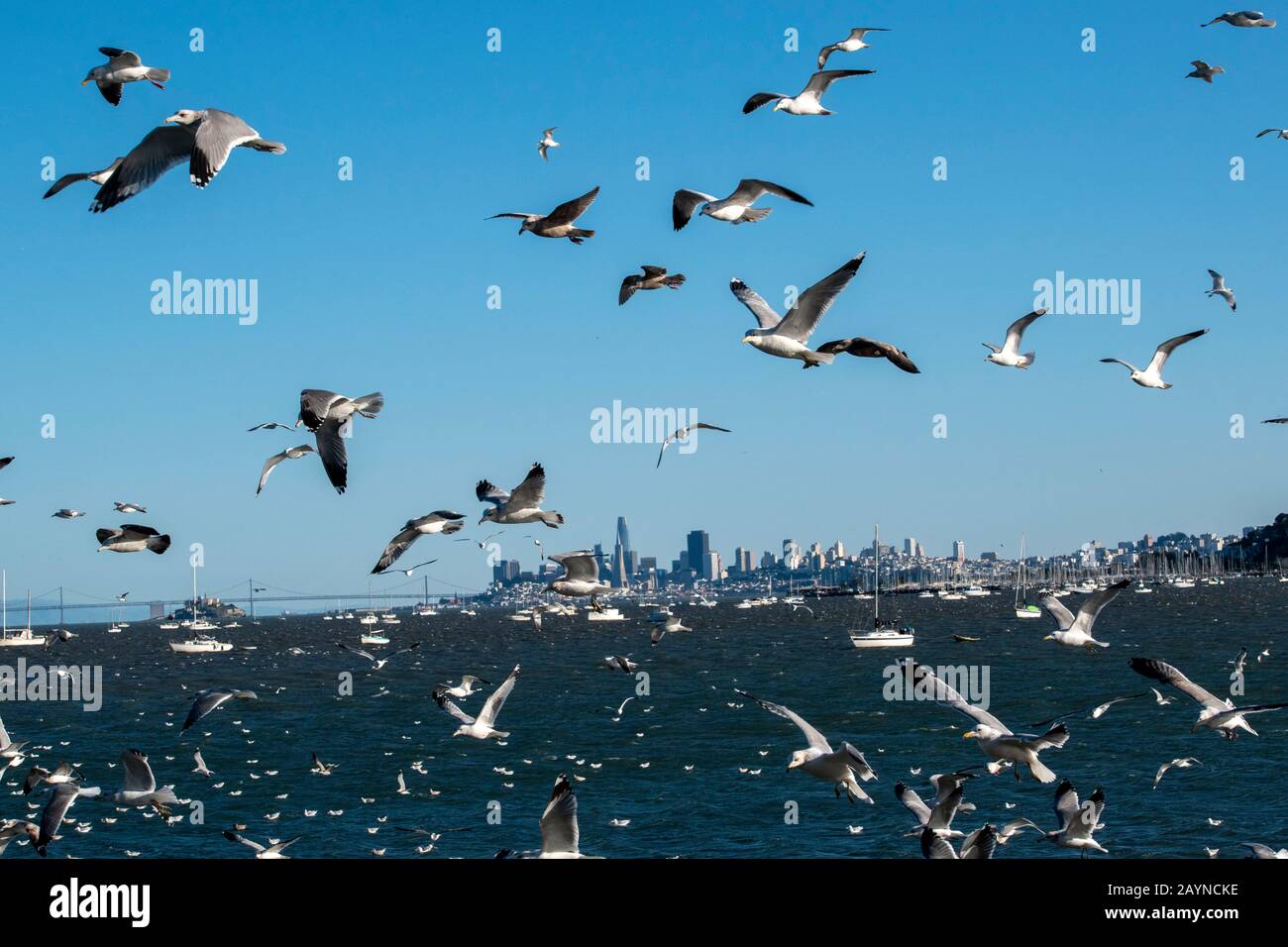 A flock of seagulls goes into a feeding frenzy in Strawberry, CA, with San Francisco in the background. Stock Photo