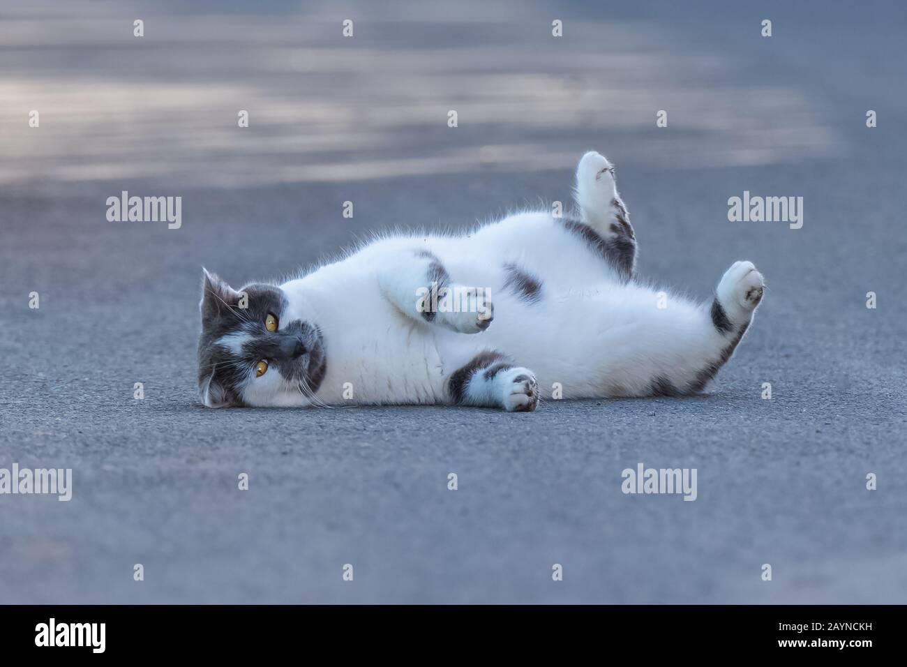 cat lying on the floor, funny animal Stock Photo