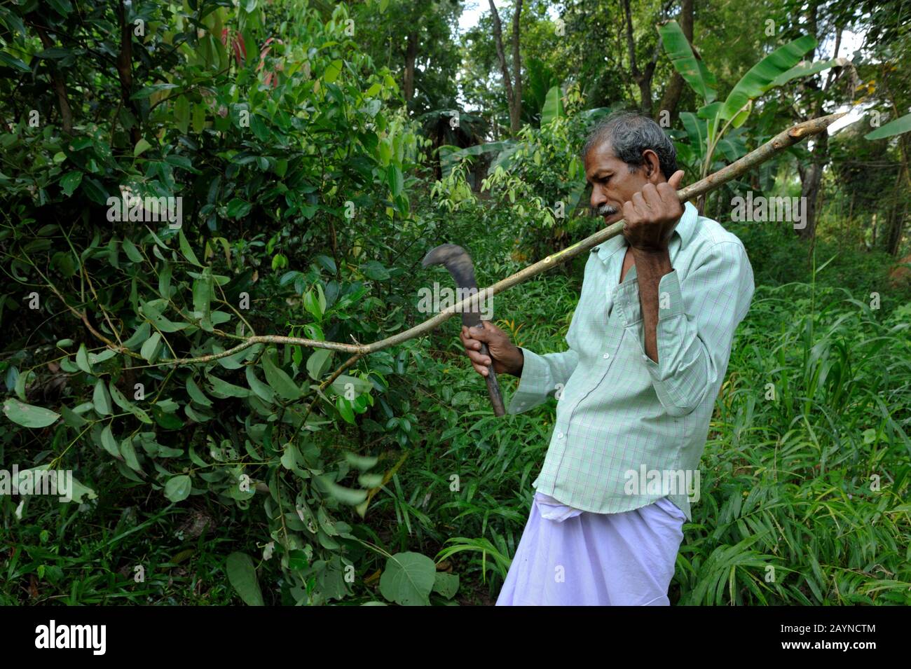 Sri Lanka, Uva province, Dombagahawela, Madara, farmer harvesting cinnamon Stock Photo