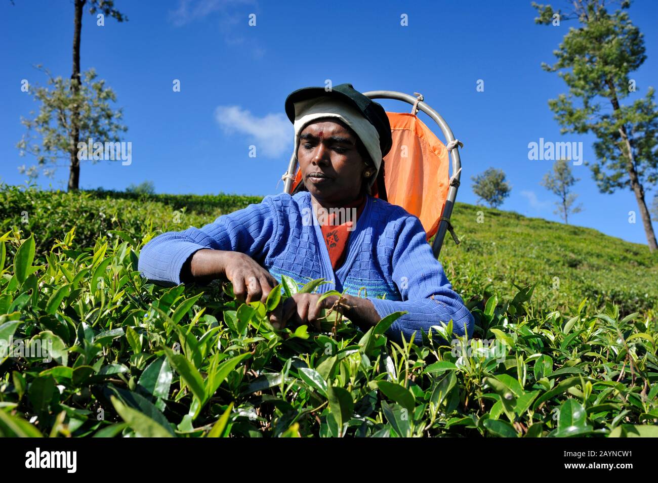 Sri Lanka, Nuwara Eliya, tea plantation, tamil woman plucking tea leaves Stock Photo