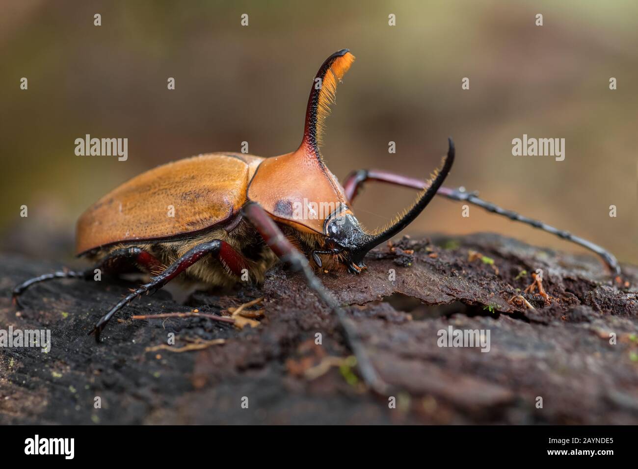 rhinoceros beetle - Golofa porteri, beautiful large iconic beetle from Andean forests, San Isidro lodge, Ecuador Stock Photo