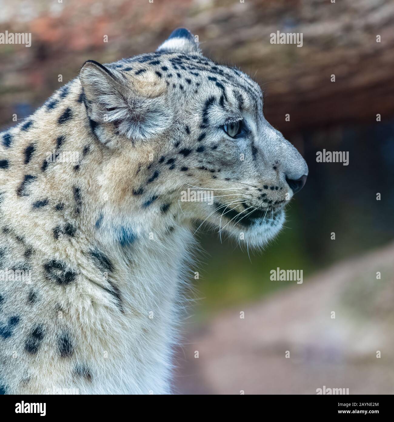 A Snow Leopard Panthera Uncia Hidden Behind A Rock Hunting Stock Photo Alamy A Snow Leopard Panthera Uncia Hidden Behind A Rock Hunting Stock Photo Alamy