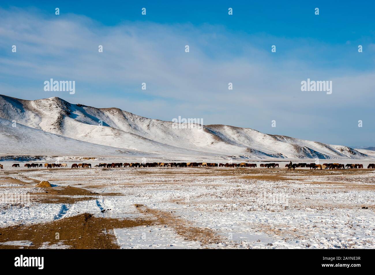 Herders relocating a herd of horses to a winter pasture near Ulaanbaatar, Mongolia. Stock Photo