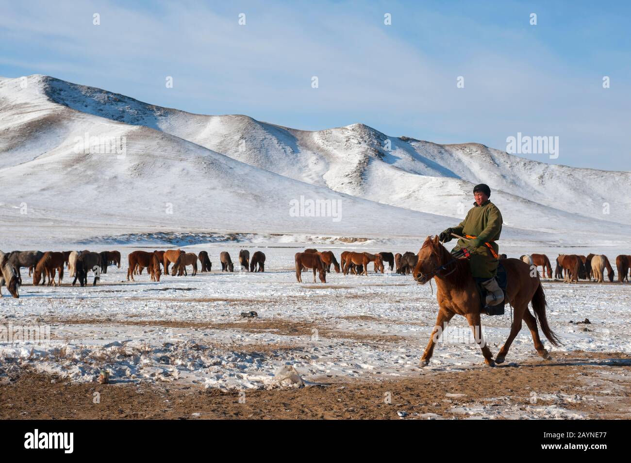 Herders relocating a herd of horses to a winter pasture near Ulaanbaatar, Mongolia. Stock Photo