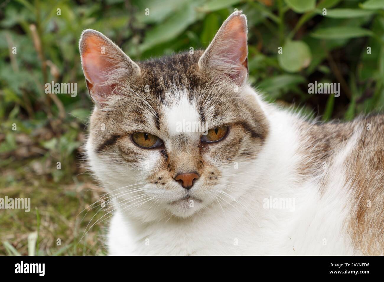 Domestic cat lying down hi-res stock photography and images - Alamy