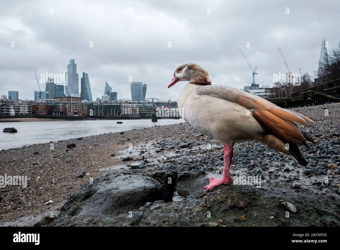 An Egyptian goose (Alopochen aegyptiacus) on foreshore of River Thames at low tide. Bankside, London, UK Stock Photo