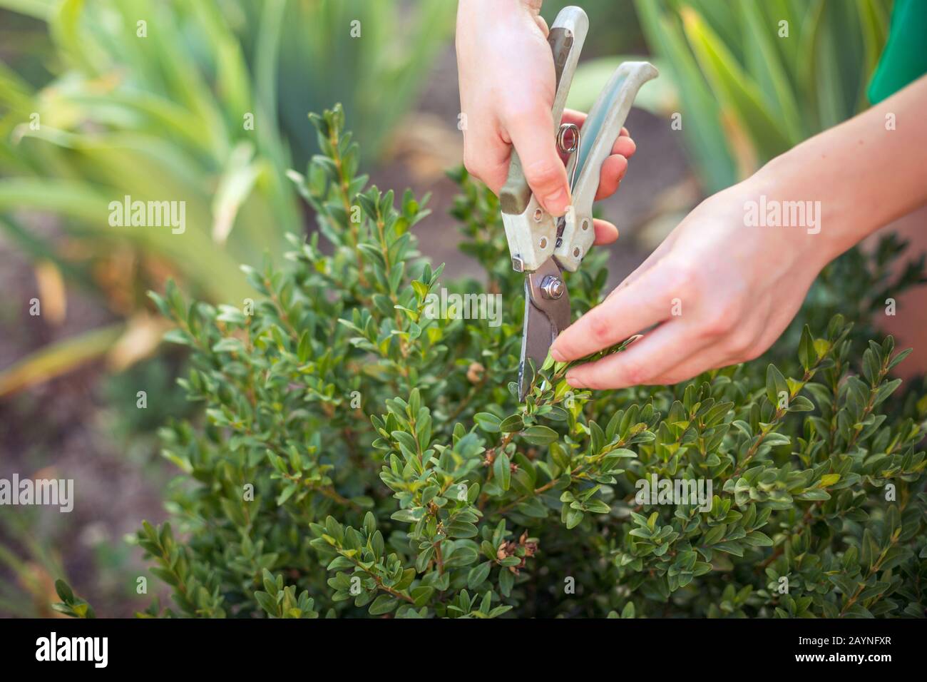 Acquired Objects Boxwood Trim Or Not To Trim