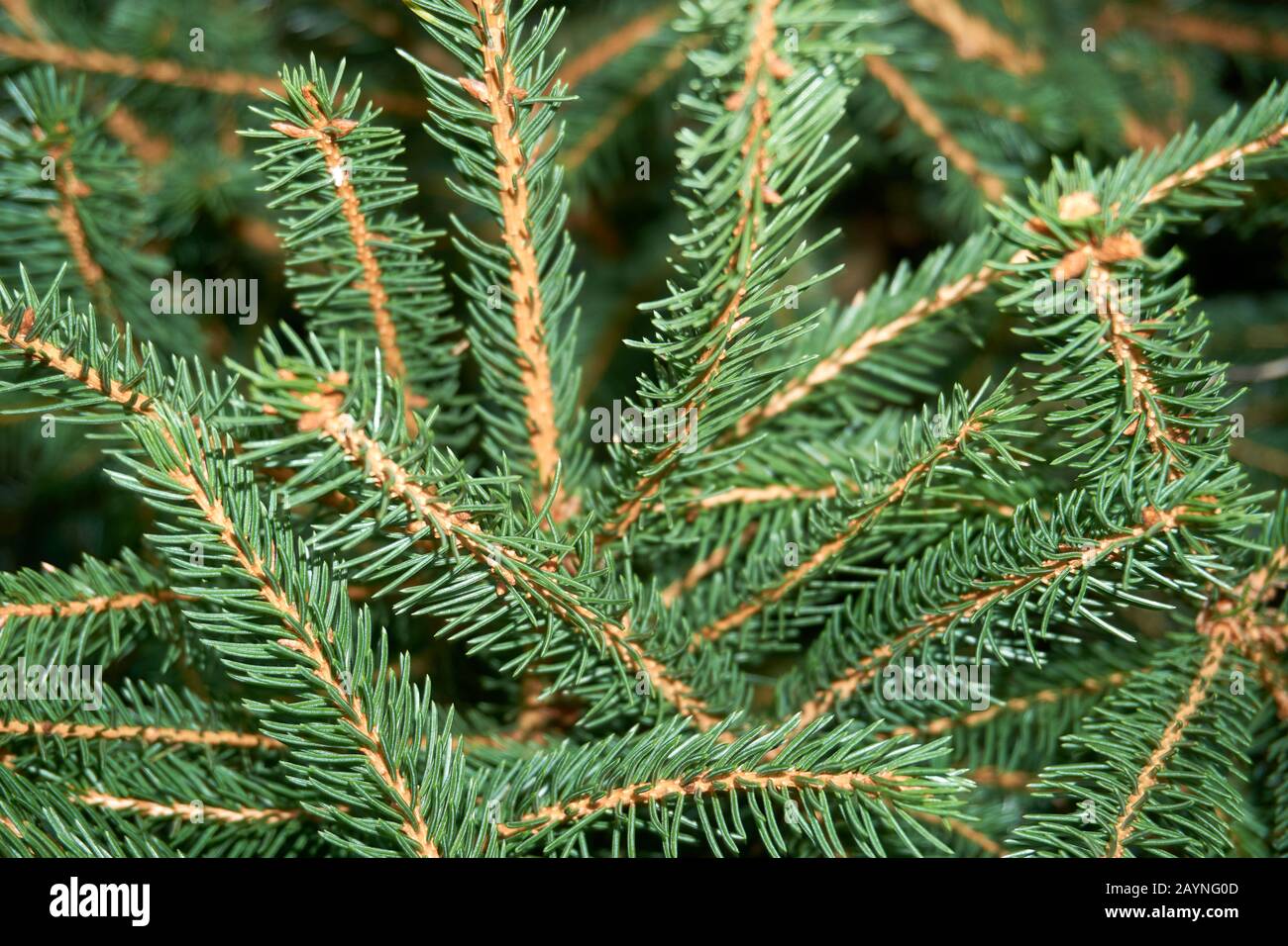 Pine tree full frame hi-res stock photography and images - Alamy