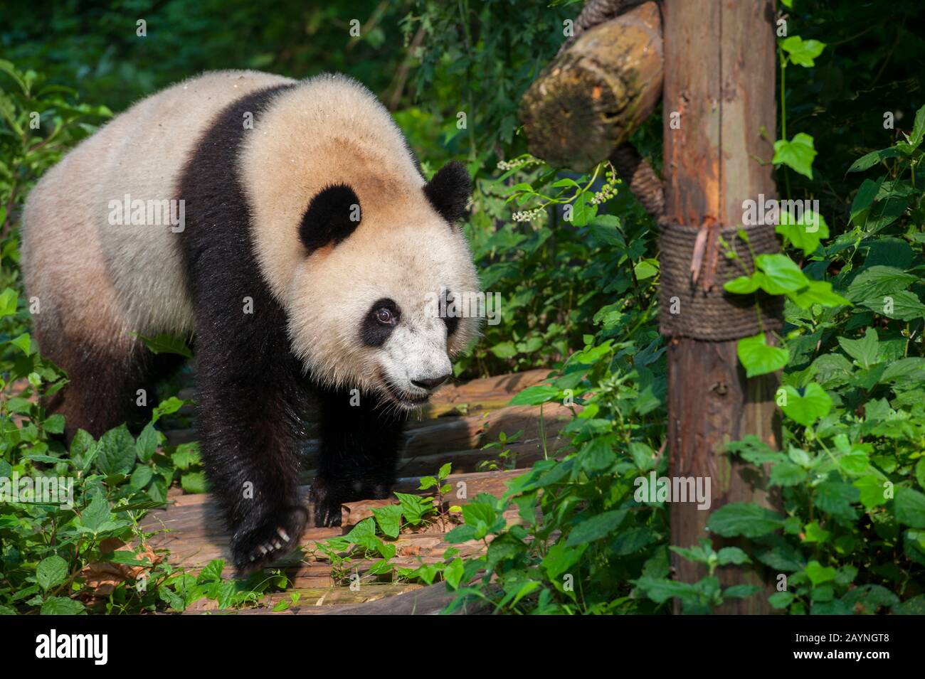 Delphine Delord, zoo owner with Giant panda (Ailuropoda melanoleuca) baby  at Chengu Panda Breeding
