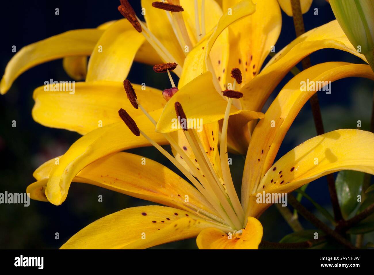 Flowers of lilium canadense are growing on a spring meadow. Live nature. Stock Photo