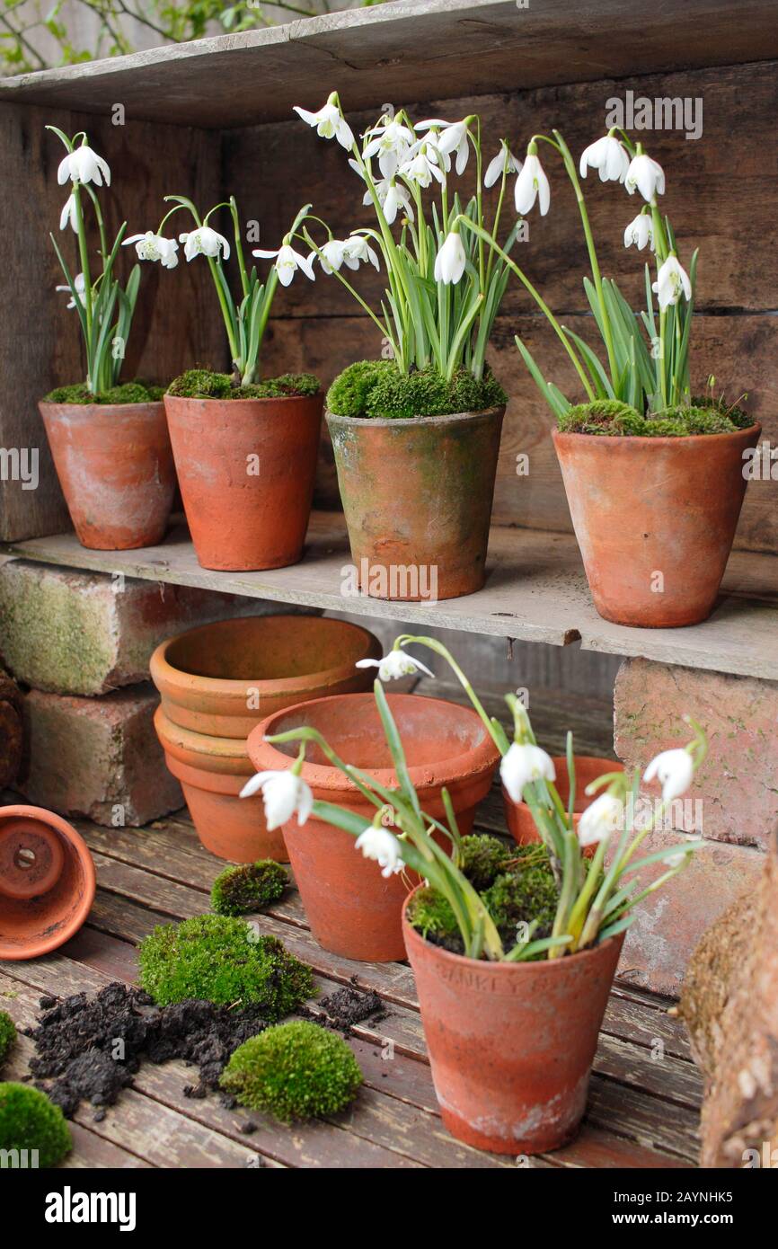 Galanthus nivalis. Snowdrops, in clay pots topped with moss, displayed in a plant theatre fashioned from a wooden crate. UK Stock Photo