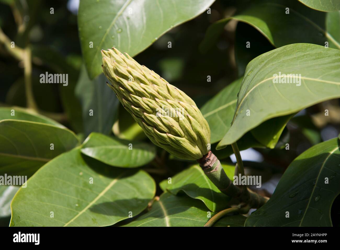 Magnolia delavayi showing flower bud and leaves Stock Photo