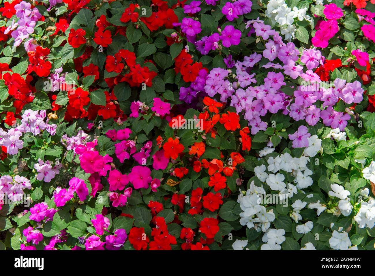 Impatiens in a park in Oslo, Norway. Stock Photo