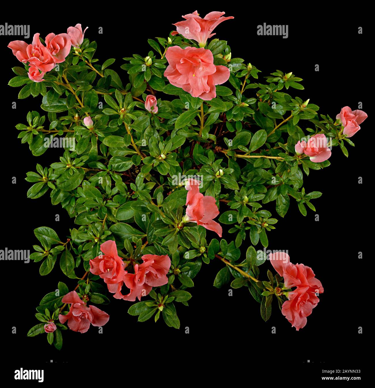 Pink unveiled flowers and buds of azalia with green and fluffy leaves. Stock Photo