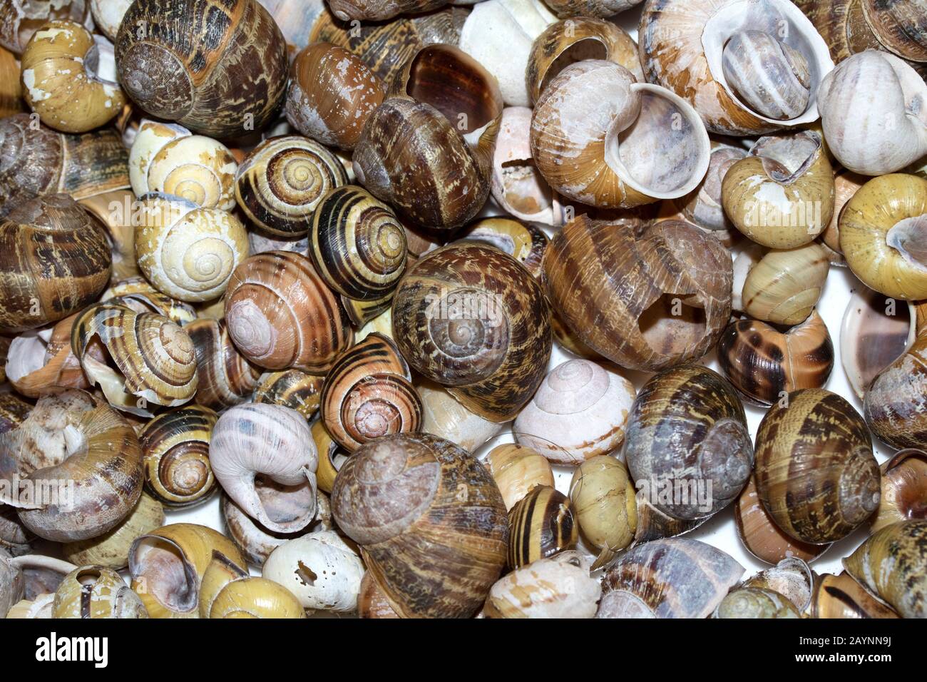 Empty Clam Shells High Resolution Stock Photography and Images - Alamy