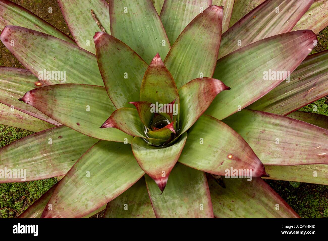 bromeliad plant in an outdoor garden Stock Photo