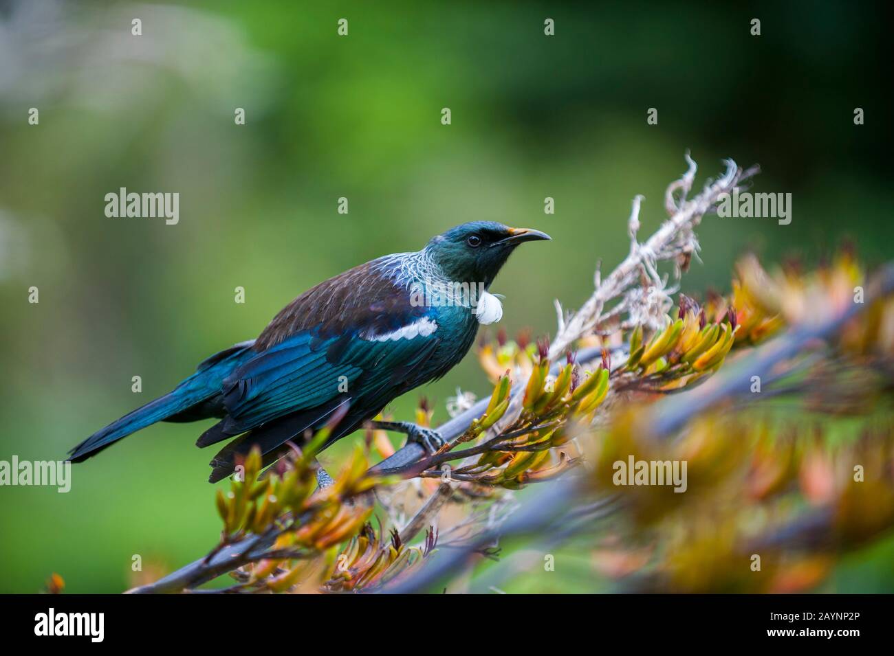 A tui (Prosthemadera novaeseelandiae), an endemic passerine bird, is feeding nectar on a flax flower in the Karori Wildlife Sanctuary near Wellington Stock Photo