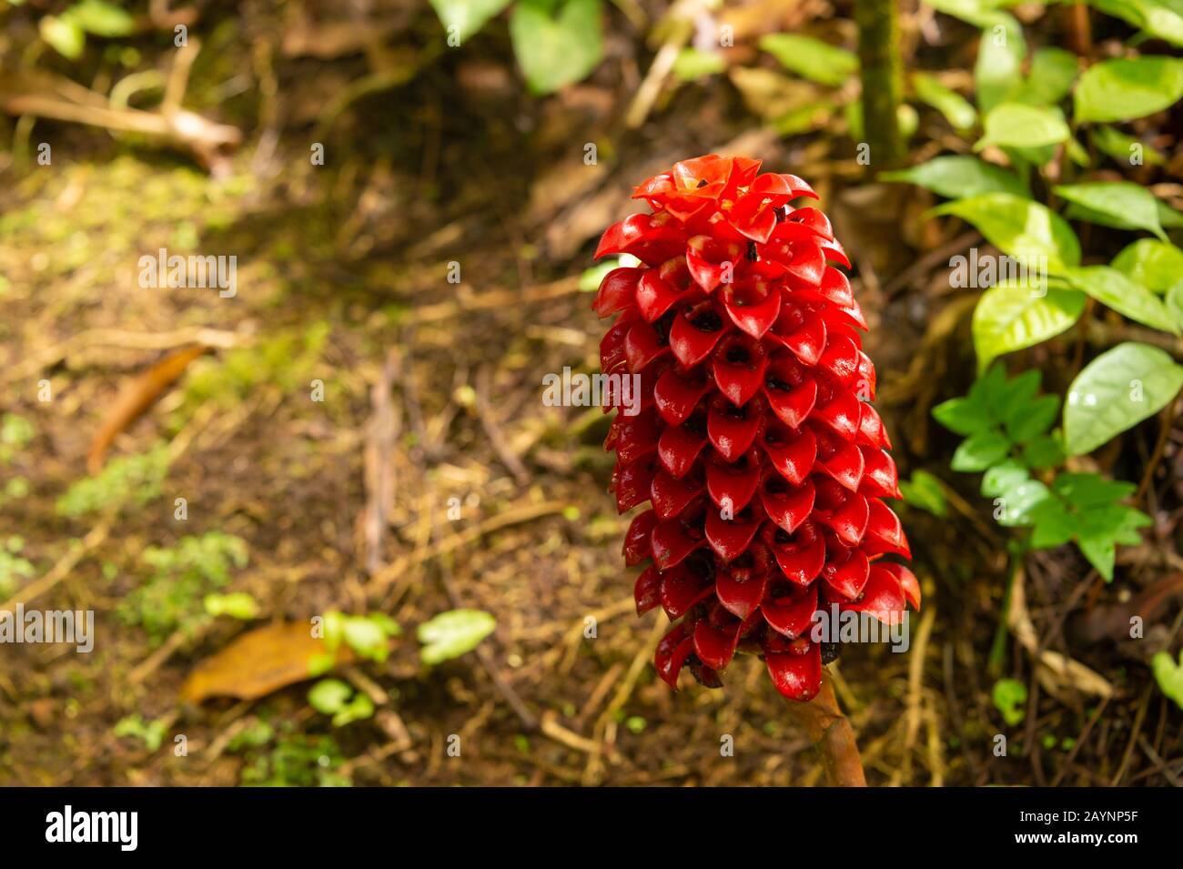 Red flower of Tapeinochilos ananassae Stock Photo