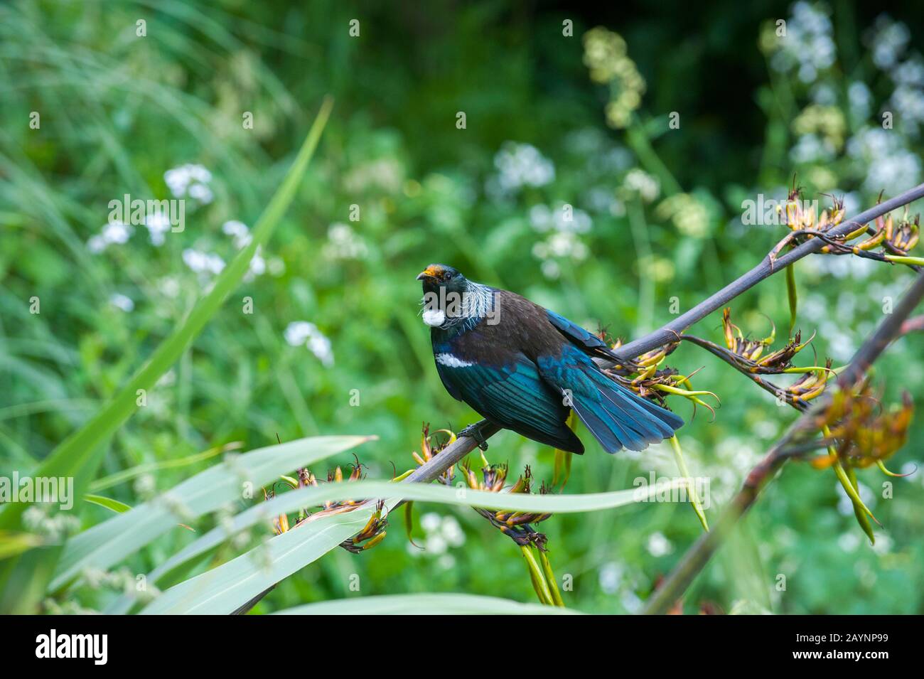 A tui (Prosthemadera novaeseelandiae), an endemic passerine bird, is feeding nectar on a flax flower in the Karori Wildlife Sanctuary near Wellington Stock Photo