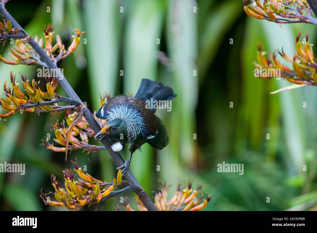 A tui (Prosthemadera novaeseelandiae), an endemic passerine bird, is feeding nectar on a flax flower in the Karori Wildlife Sanctuary near Wellington Stock Photo