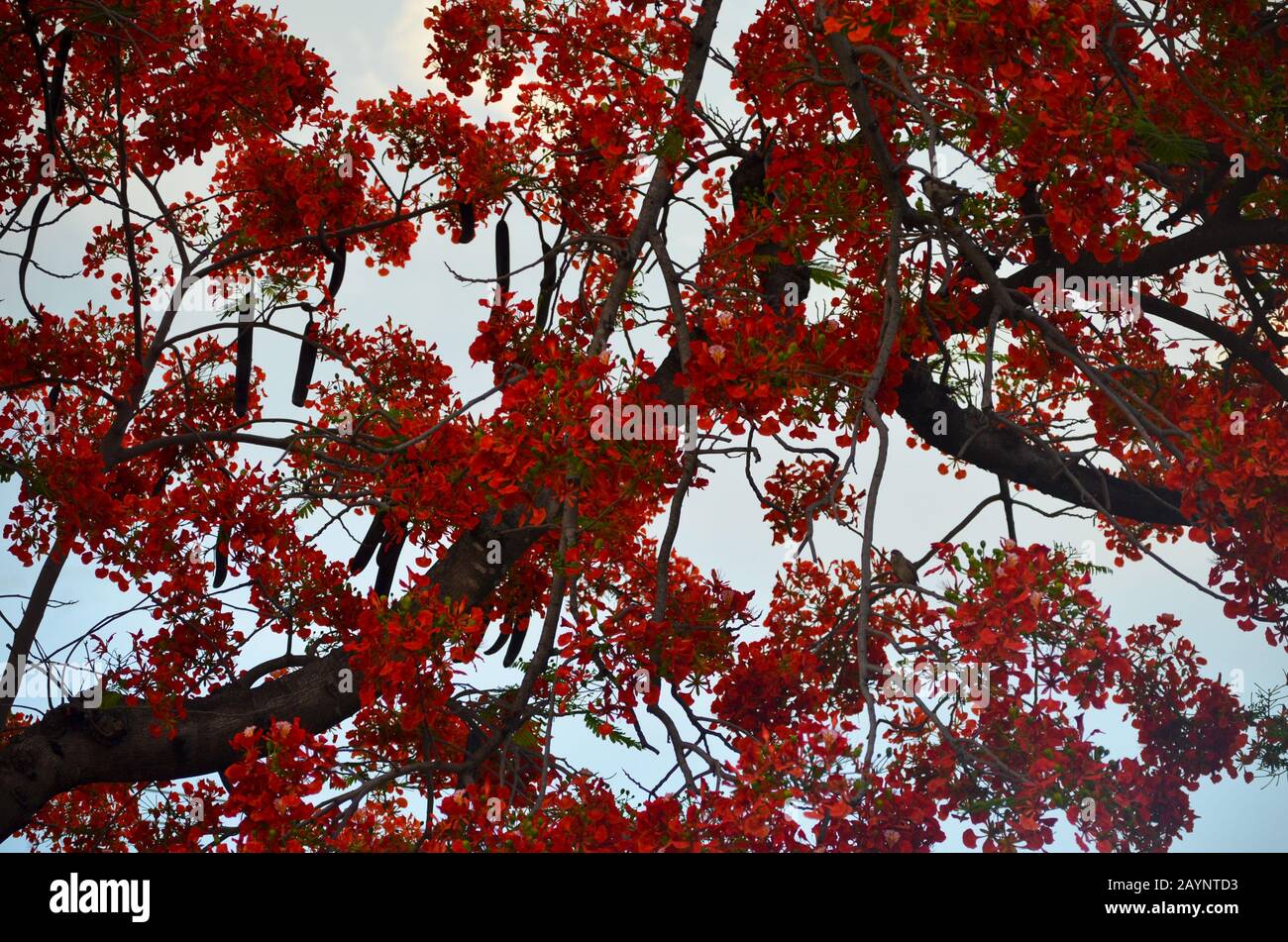 Flame tree or flamboyan (Delonix regia) in Bayamo city, southern Cuba Stock Photo