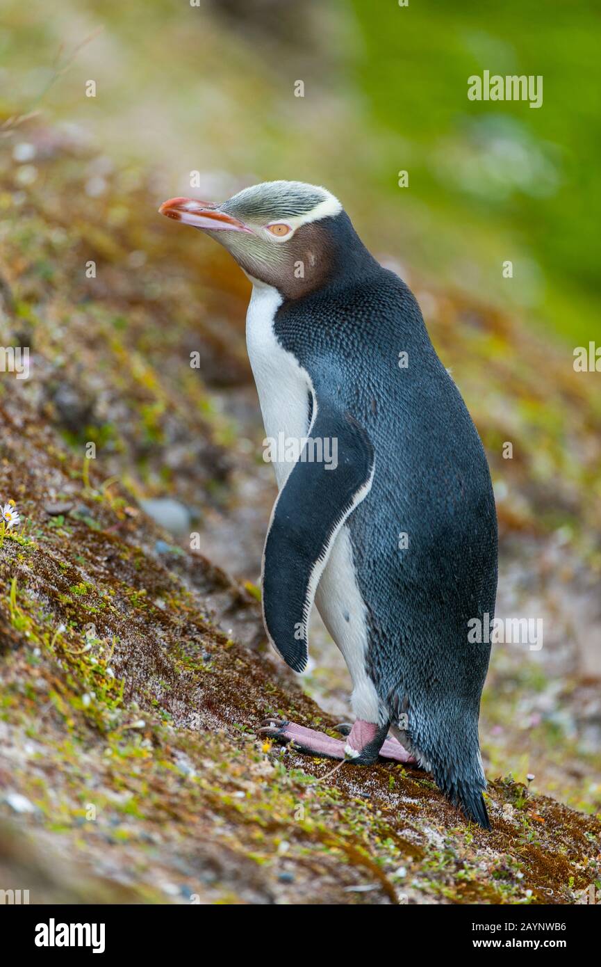 A Yellow-eyed penguin (Megadyptes antipodes) on a slope on Enderby Island, a sub-Antarctic Island in the Auckland Island group, New Zealand. Stock Photo