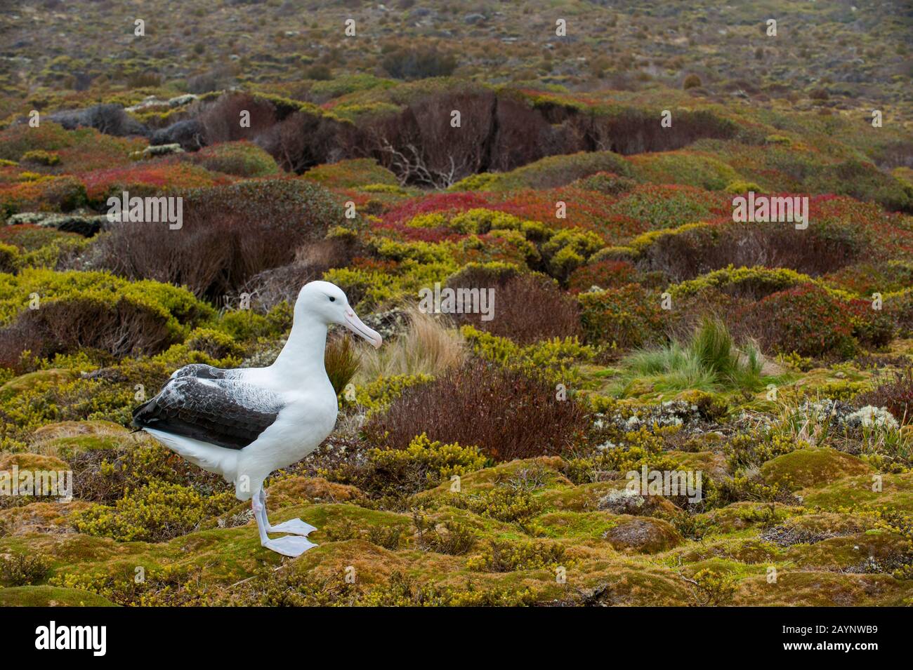 A southern royal albatross (Diomedea epomophora) on Enderby Island, a sub-Antarctic Island in the Auckland Island group, New Zealand. Stock Photo