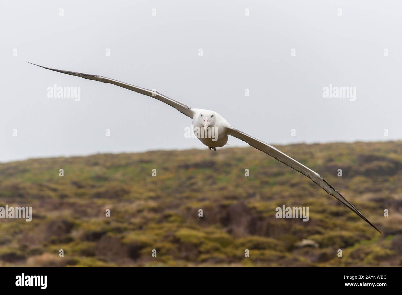 A southern royal albatross (Diomedea epomophora) flying in for landing on Enderby Island, a sub-Antarctic Island in the Auckland Island group, New Zea Stock Photo
