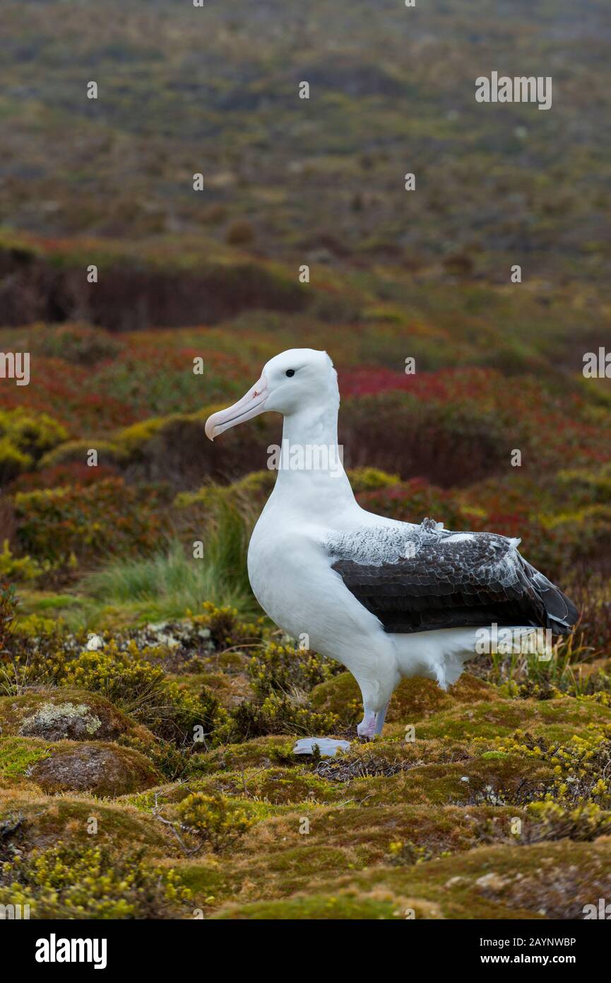 A southern royal albatross (Diomedea epomophora) on Enderby Island, a sub-Antarctic Island in the Auckland Island group, New Zealand. Stock Photo