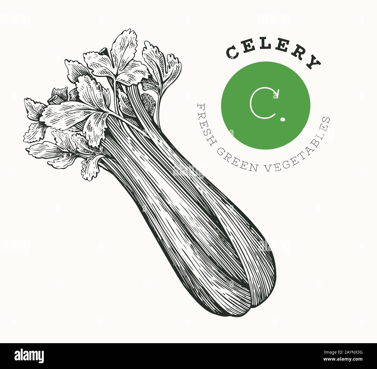 Celery Drawing