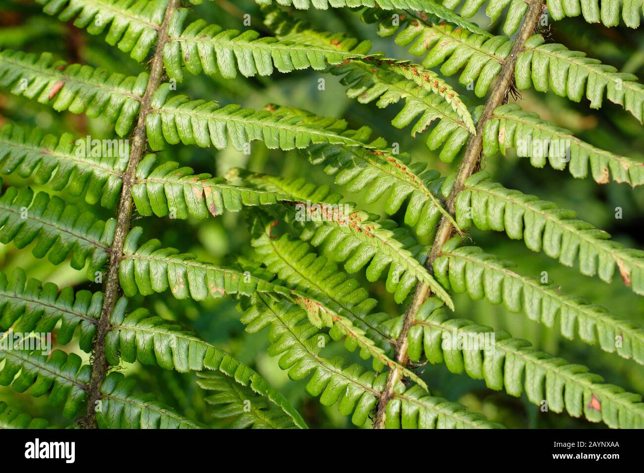 Dryopteris 'Wallichana' fern leaf detail. UK Stock Photo