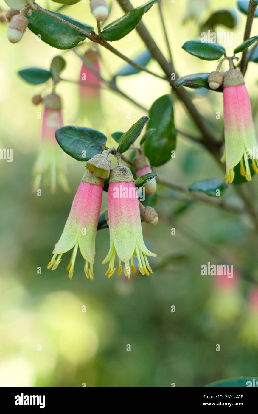 Correa 'Marian's Marvel' evergreen shrub, displaying characteristic pink and yellow blossoms, in a winter garden. UK Stock Photo