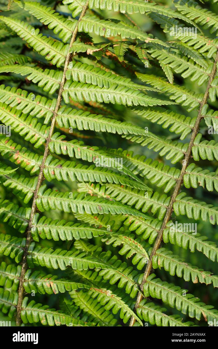 Dryopteris 'Wallichana' fern leaf detail. UK Stock Photo