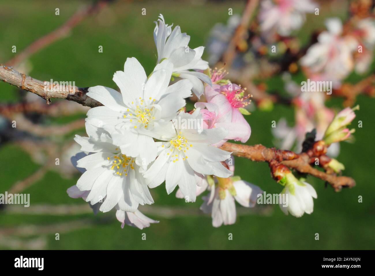 Prunus × subhirtella 'Autumnalis'. Blossoms of Winter flowering cherry in January. UK Stock Photo
