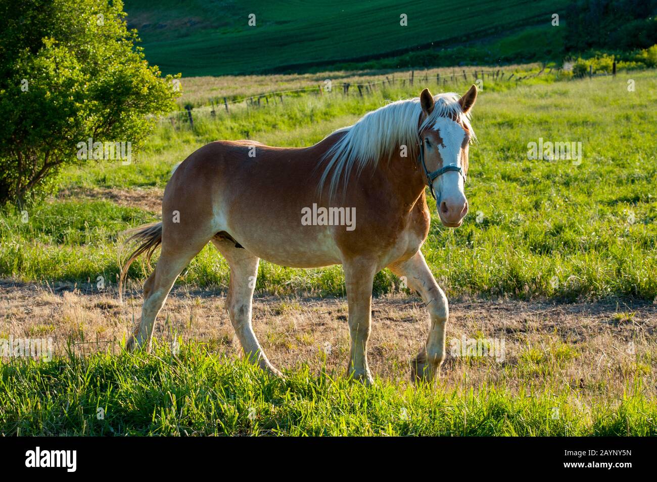 haflinger gzl