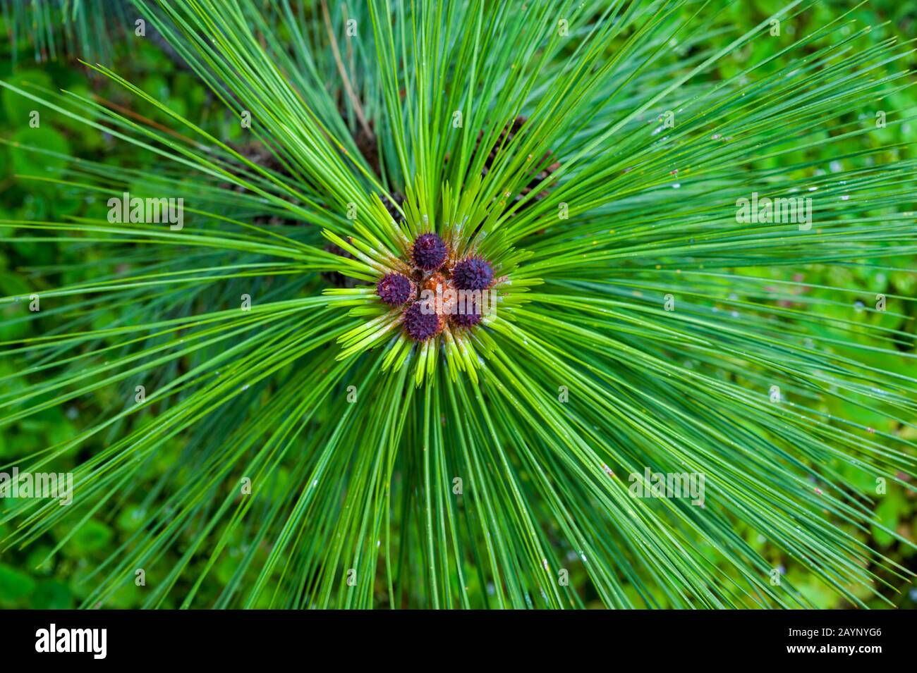 Close-up of Ponderosa pine tree (Pinus ponderosa ) female flowers and needles in the Palouse near Pullman, Eastern Washington State, USA. Stock Photo