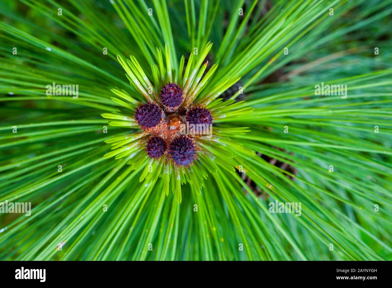 Close-up of Ponderosa pine tree (Pinus ponderosa ) female flowers and needles in the Palouse near Pullman, Eastern Washington State, USA. Stock Photo
