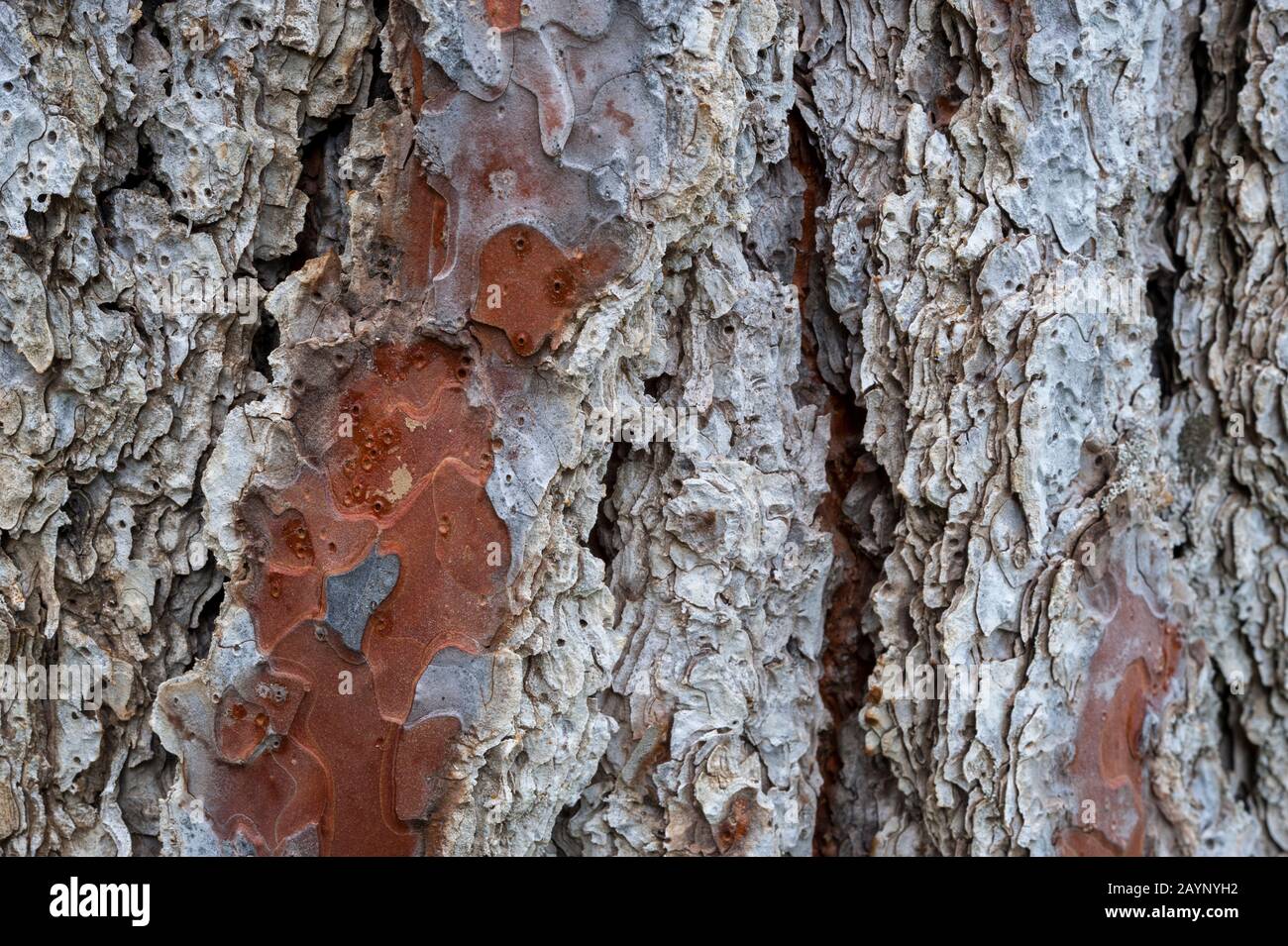 Close-up of bark of Ponderosa pine tree (Pinus ponderosa ) near Pullman in the Palouse, Eastern Washington State, USA. Stock Photo