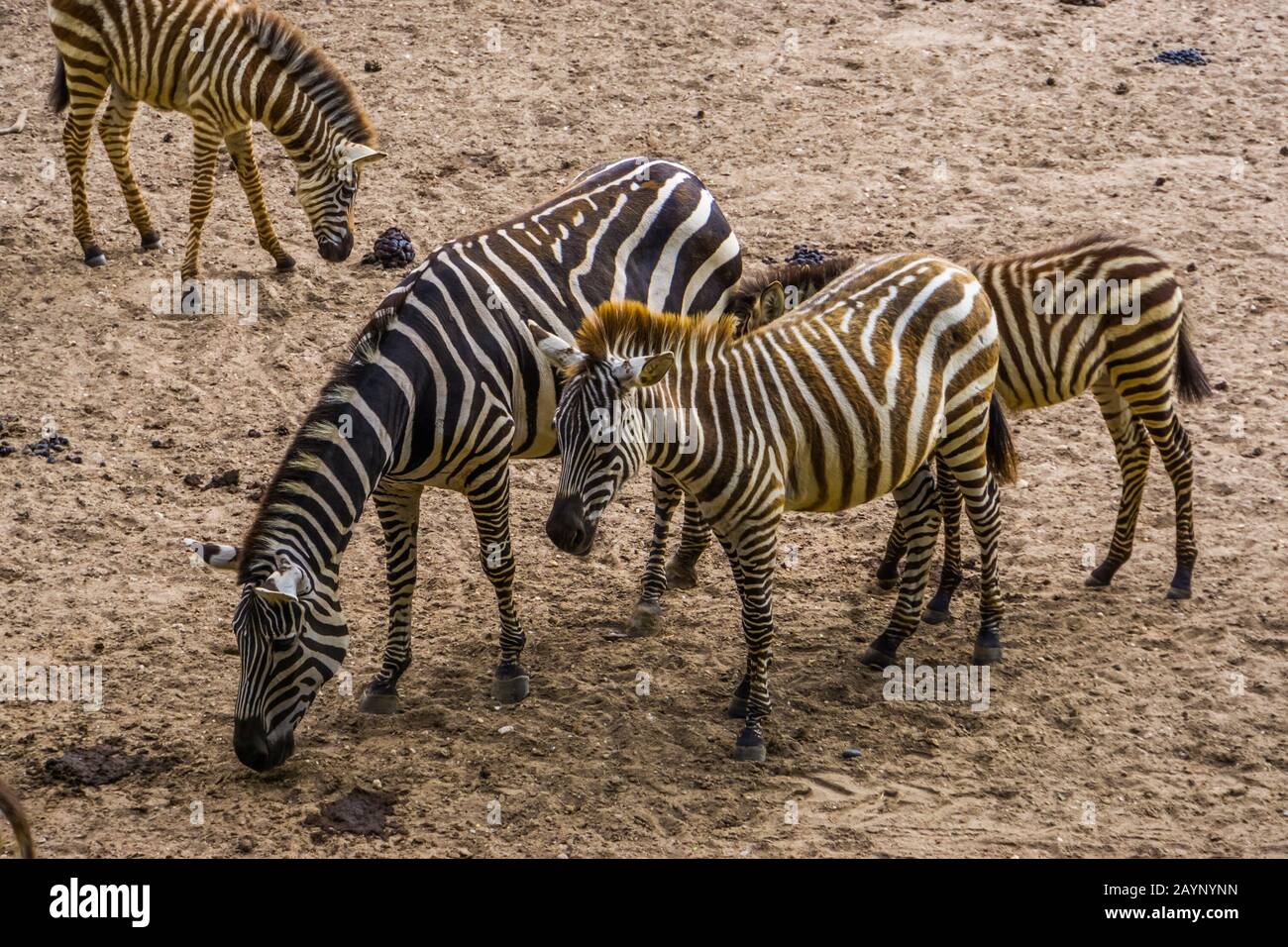 male and female grant's zebra couple together, tropical wild horse